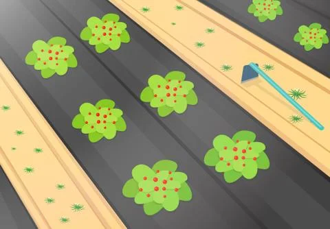 Weed control with black plastic in strawberry farm Stock Illustration