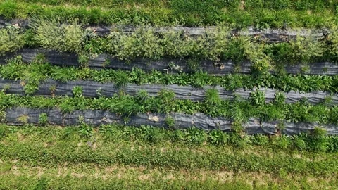 Weed control fabric is laid down on a cultivated field, creating parallel lines Stock Footage 312687692
