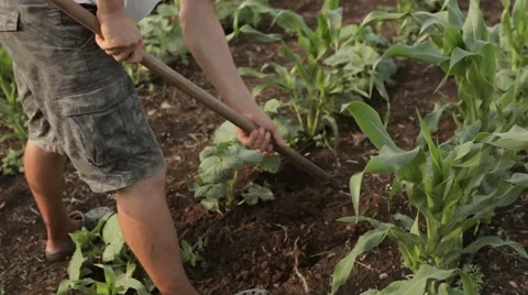 Weed control on organic farm Stock Footage 67090434