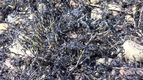Weed Control with Propane Torch Stock Footage 139552281