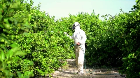 Weed control spray fumigation. Man spraying toxic pesticide on fruit lemon. 库存影片 118619903