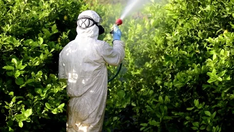 Weed control spray fumigation. Man spraying toxic pesticide on fruit lemon. Stock Footage 118647983