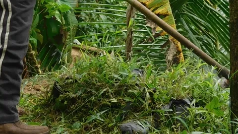 Weed cutter machine working over a green field Stock Footage 137791432