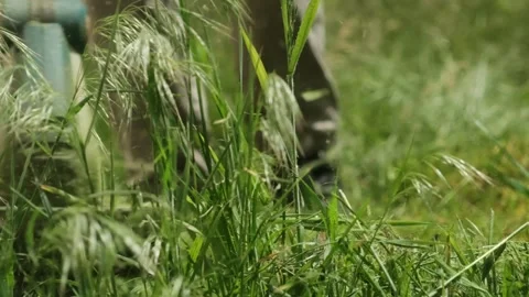 Weed cutting with string trimmer in slow motion. Home landscaping and yard work Stock-Footage 310241474