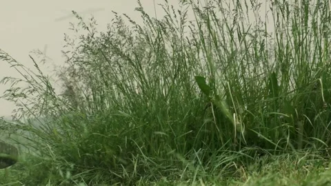 Weed cutting with string trimmer in slow motion. Home landscaping and yard work. Stock Footage 310241642