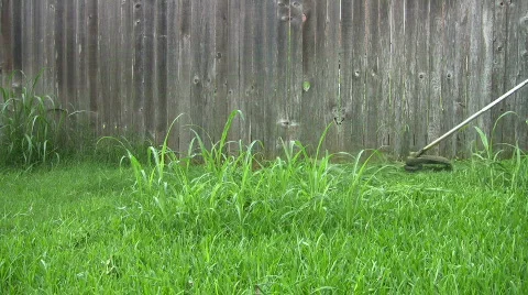 Weed cutting yard HD Stock Footage 80751