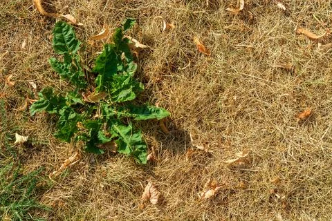 Weed in dry grass. Stock Photos