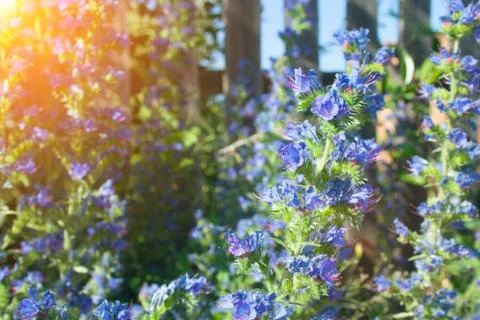 Weed Echium Stock Photos