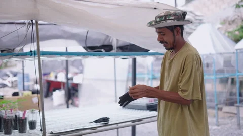 Weed farmer put gloves on to work on the cannabis farm Stock Footage 235549032