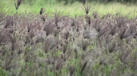 Weed field static Stock Footage 20613390