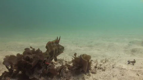 Weed Fish or Wrasse Stock Footage 276572