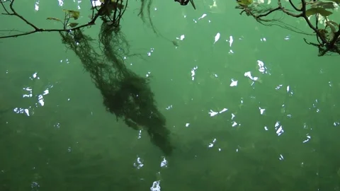 Weed floating under the water Stock Footage 155493993