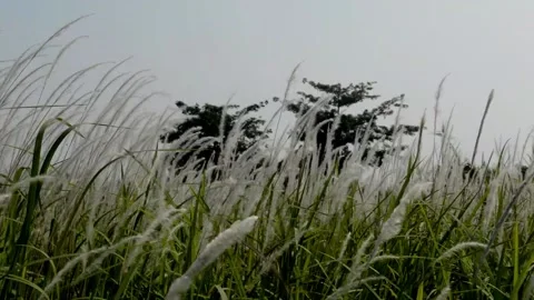 Weed flower Stock Footage 229603977