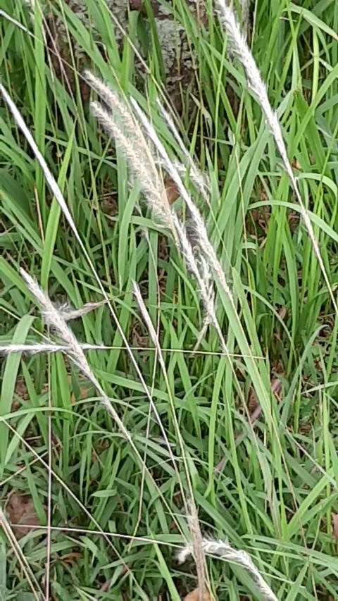 Weed flower Stock Footage 250207392