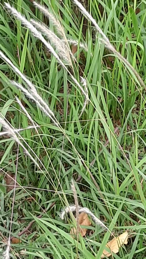 Weed flower moving Stock Footage 250207390
