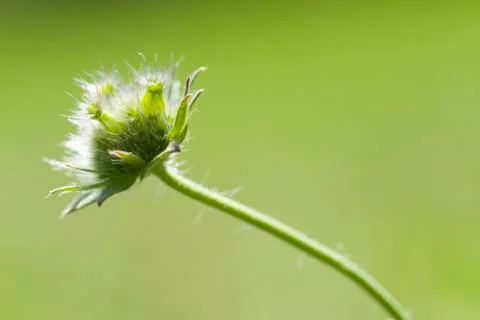 Weed flower Stock Photos