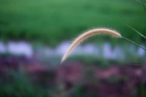Weed flower Stock Photos