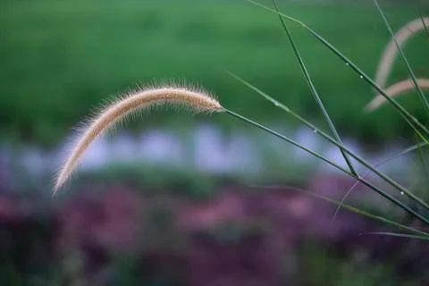 Weed flower Stock Photos