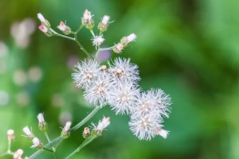 Weed flower. Stock Photos