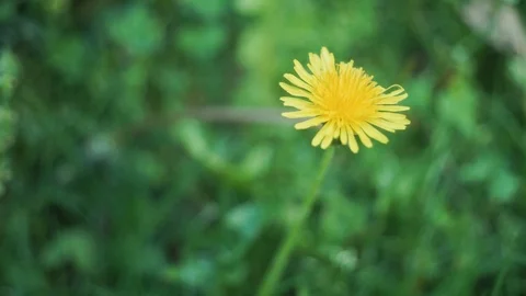 Weed Flowers 2 Stock Footage 107120048