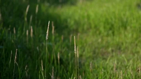 The weed flowers move slowly in the wind Stock Footage 280379173