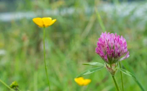 Weed flowers Stock Photos