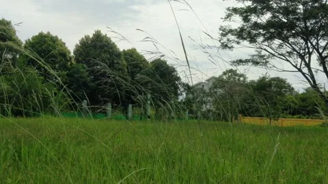 Weed flowers swaying Stock Footage 288487624