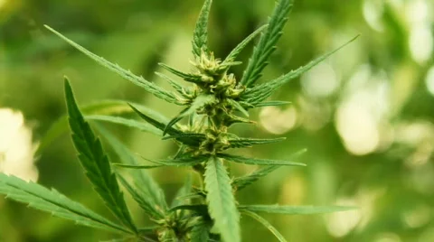 Weed Stock Footage 516187