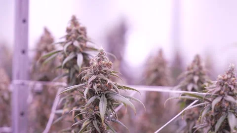 Weed Stock-Footage 232971266