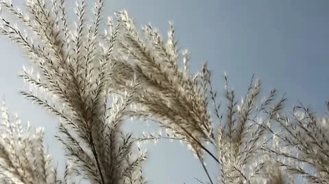 Weed grass against a sky Stock Footage 22224785