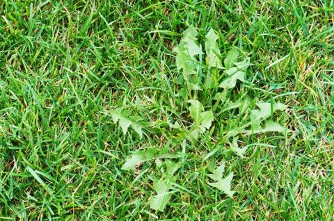 Weed in a grass field Stock-Fotos