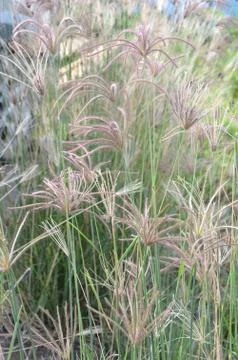 Weed grass 写真素材