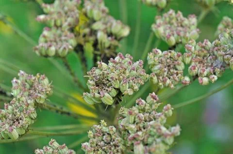 Weed Grass Stock Photos