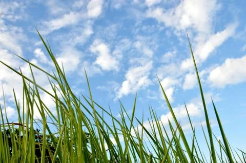 Weed grass Stock Photos