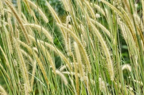 Weed grass Stockfoto's