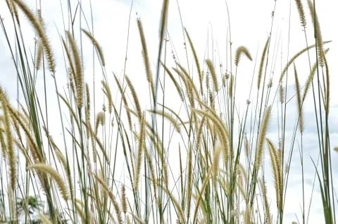 Weed grass Stock Photos