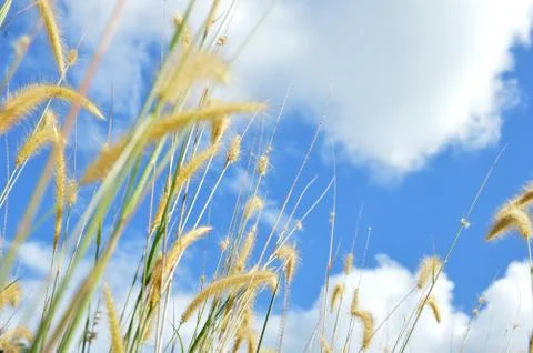 Weed grass 写真素材