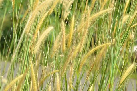 Weed grass Stock Photos