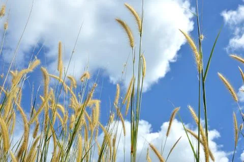 Weed grass Fotos Stock