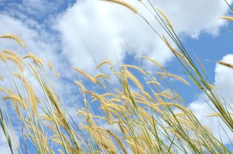 Weed grass 스톡 사진