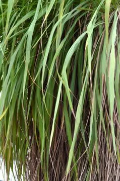 Weed grass Stock Photos