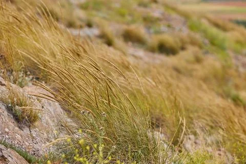 Weed grass on rocky background Stock Photos