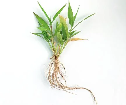 Weed grass roots on a white background Stock Photos
