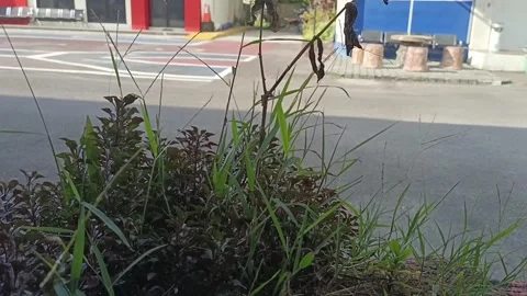 Weed grass in the Yardbirds Stock Footage 236614116