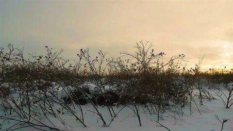 Weed grasses in winter, ecological catastrophy Stock Footage 70696950