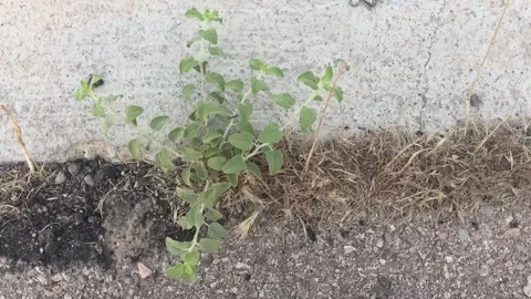 Weed growing in concrete Stock Footage 134909077