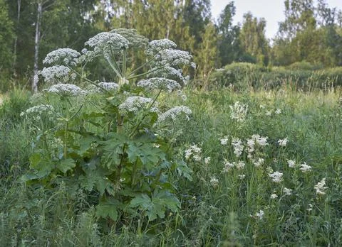 Weed hogweed Stock Photos