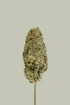 Weed isolated on a blank background Foto stock