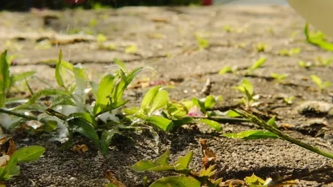 Weed killer spray. Weed Control Chemicals. Vidéo 268893462