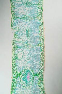 Weed leaf cross section under the microscope 100x Stock Photos